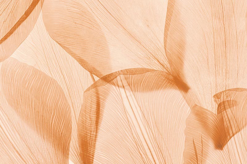 Whispering Petals Abstract Art wallpaper mural
