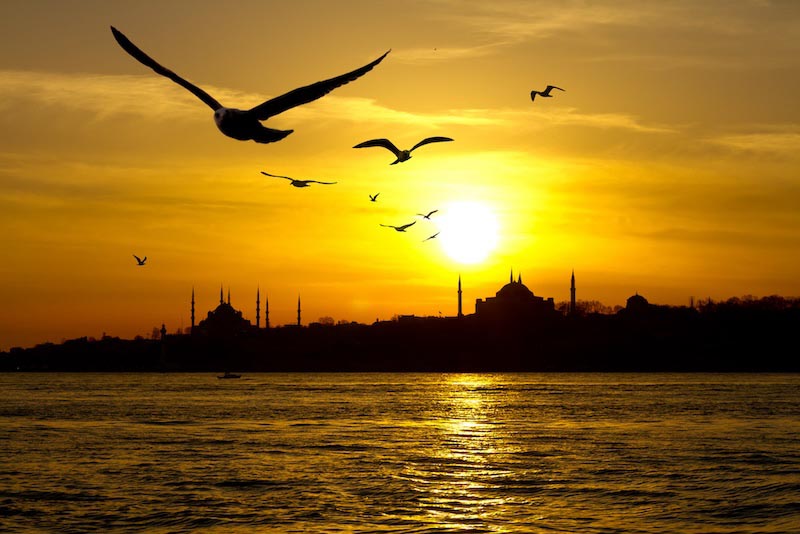 Seagulls Of Istanbul wallpaper mural