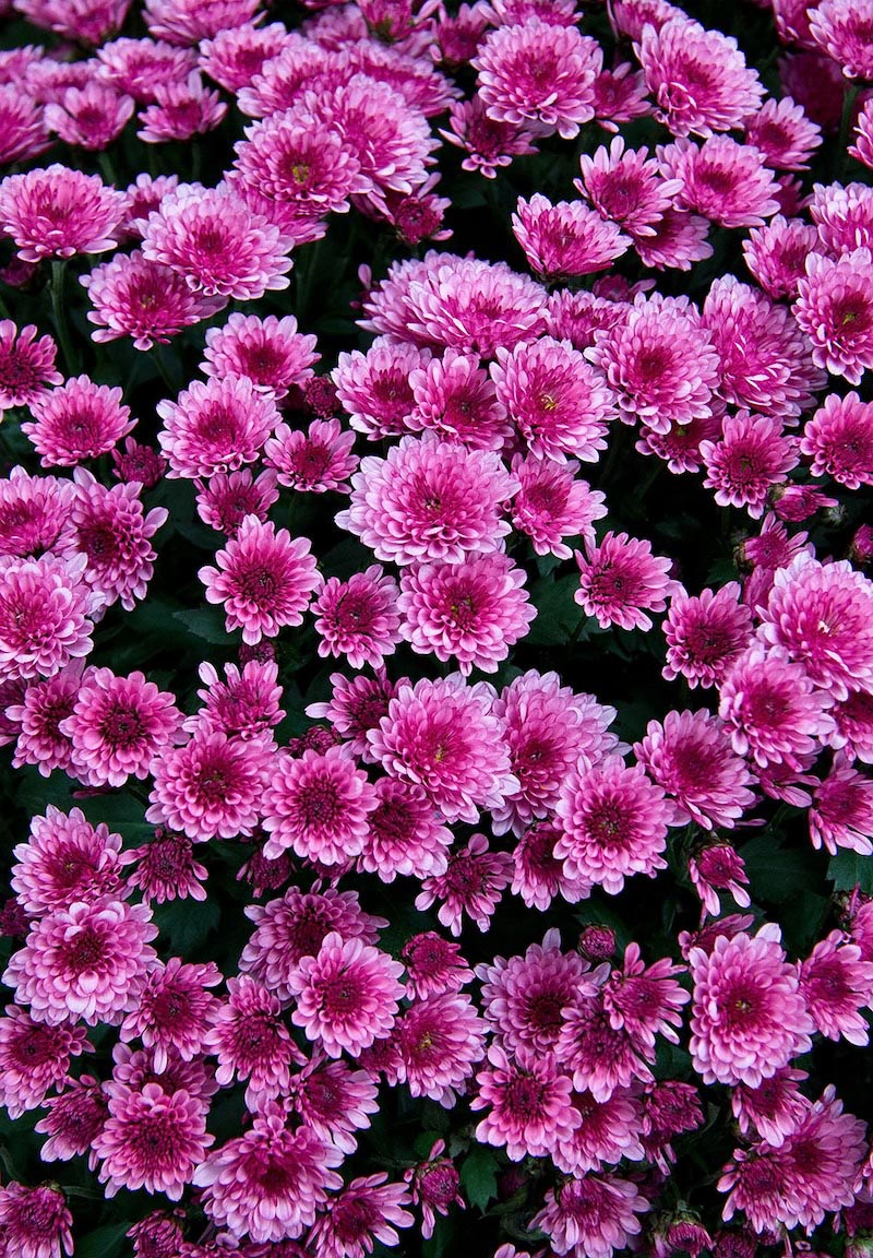 Purple Flowers wallpaper mural