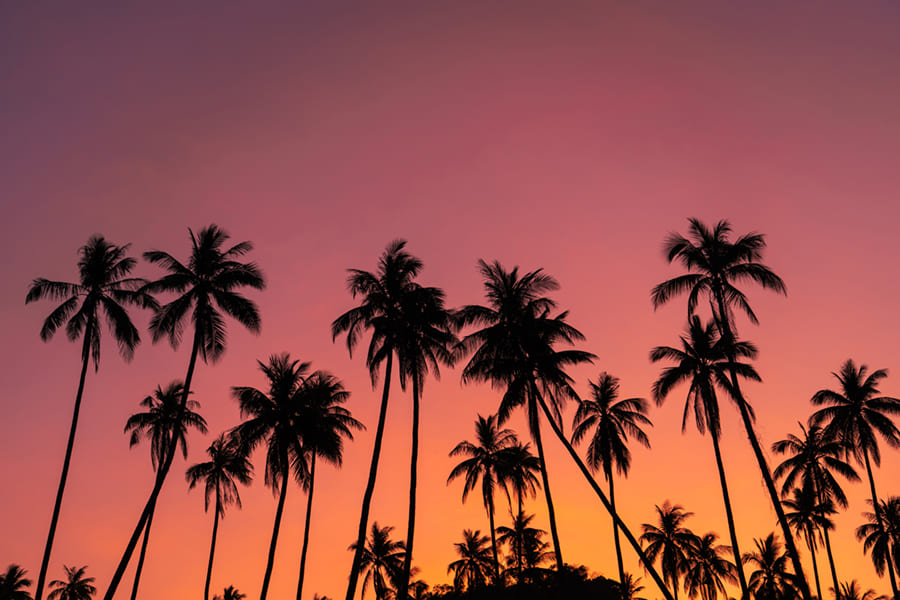 Tropical Palm Tree wallpaper mural
