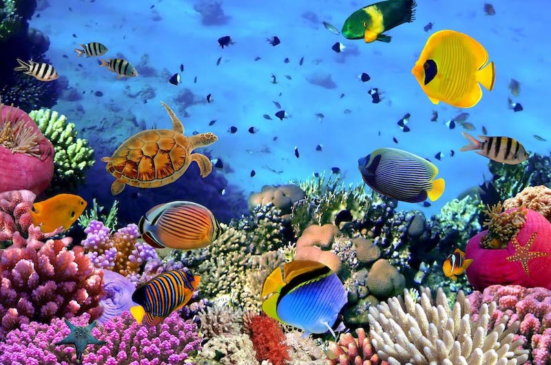 Aquarium wallpaper mural