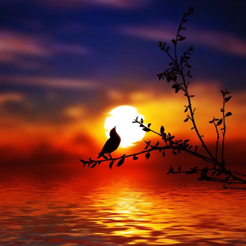 Sad Bird wallpaper mural