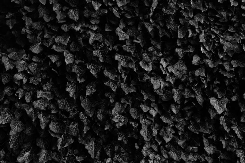Black Leaves wallpaper mural