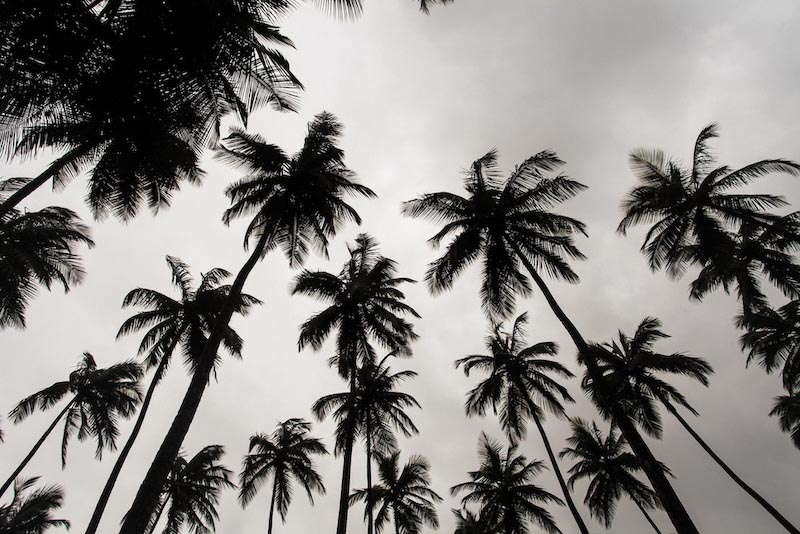 Palm Trees In Black And White wallpaper mural