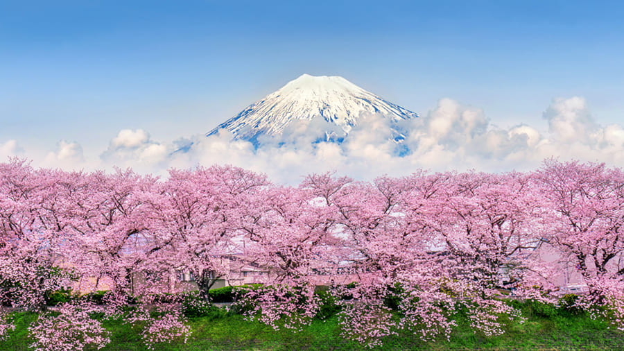Mount Fuji Cherry Blossom wallpaper mural