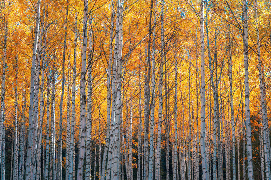 Golden Birch Tree wallpaper mural