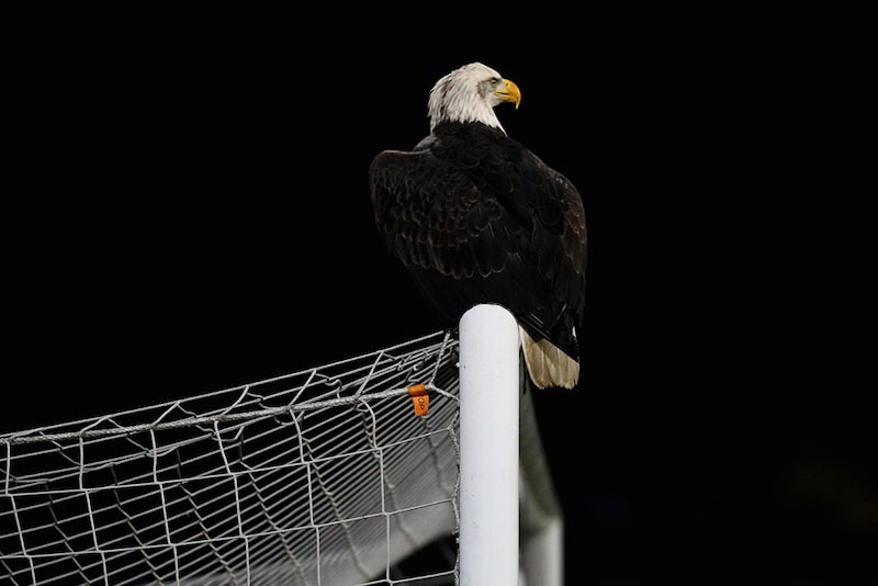 Landing Of The Eagle wallpaper mural