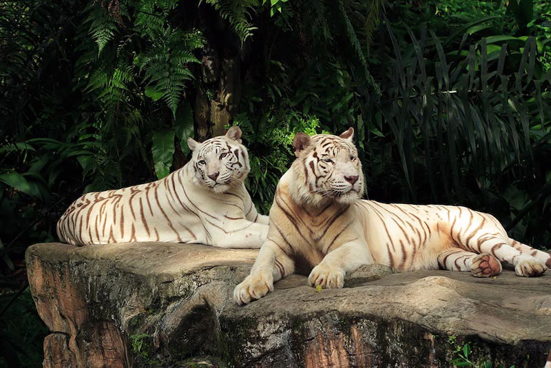 Lunch Time In Africa wallpaper mural