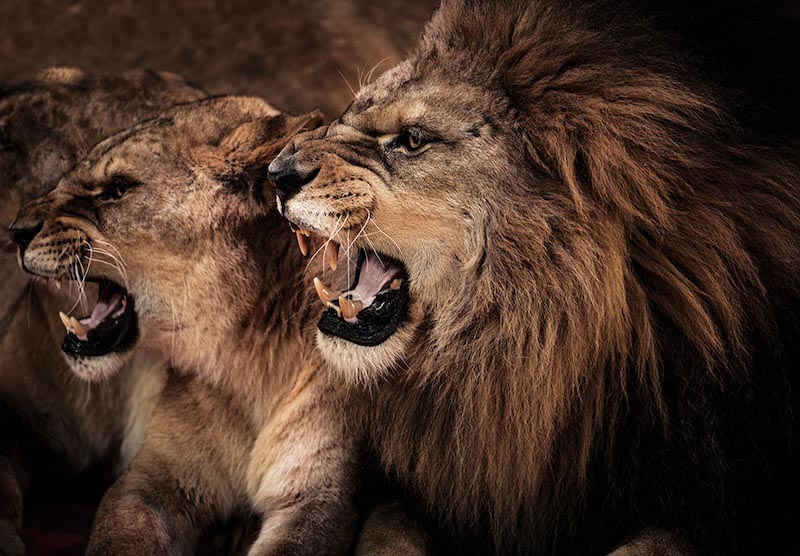 My Lion wallpaper mural