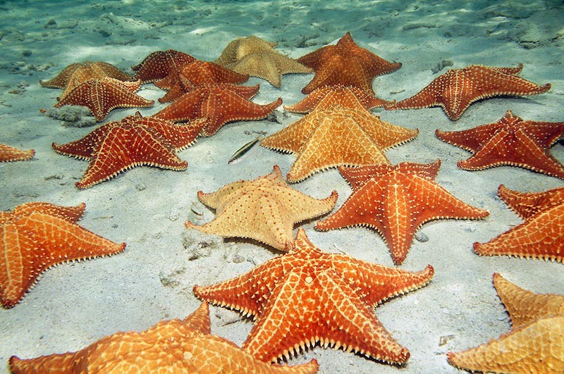 Starfish wallpaper mural