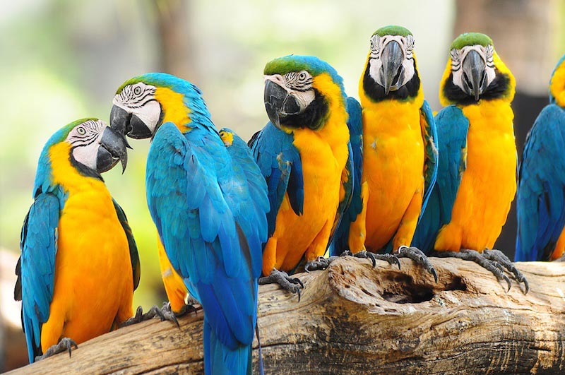 Yellow And Dark Blue Parrots wallpaper mural