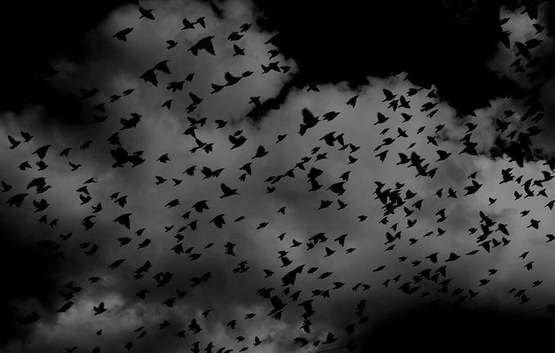 Black Birds wallpaper mural
