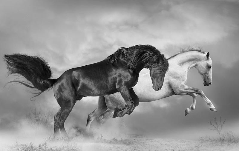 Horse Field To The Left wallpaper mural