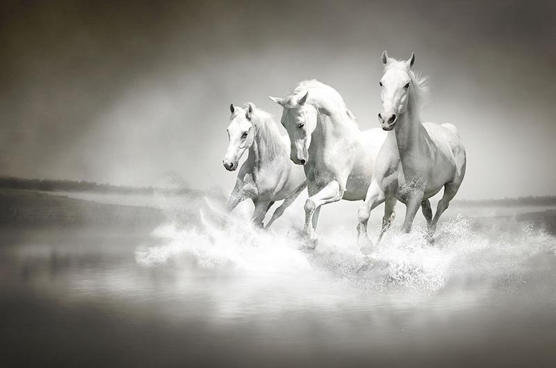 Horses In The Ocean wallpaper mural