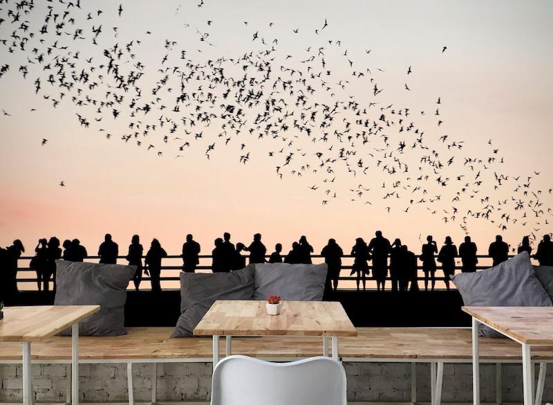 Birds and people - Photo wallpaper decor applied