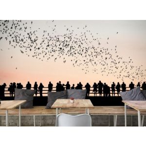 Birds And People