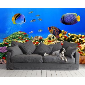 Colorful Fish