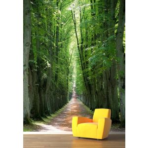 Path In The Secret Forest