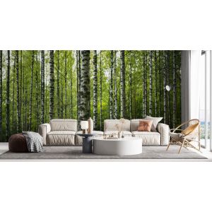 Birch Forest