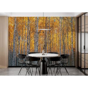 Golden Birch Tree
