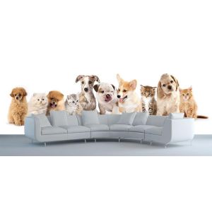 Dogs And Cats