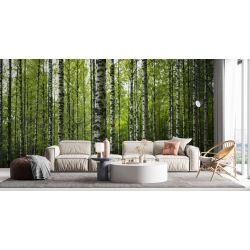 Birch Forest