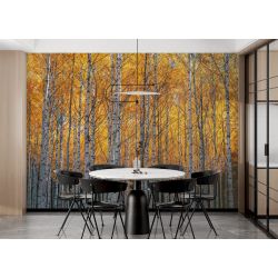 Golden Birch Tree