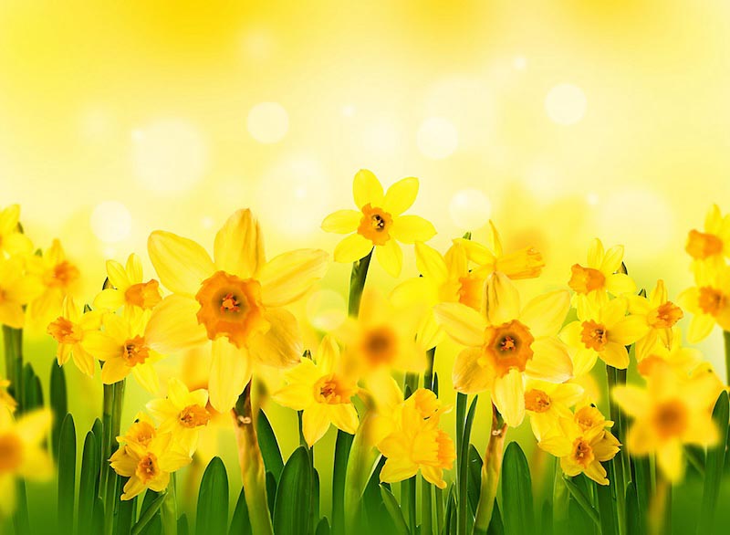 Sun and flowers - Mural wallpaper