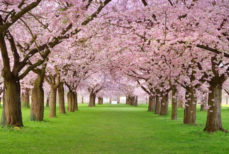 Flowering trees - Photo wallpaper decor