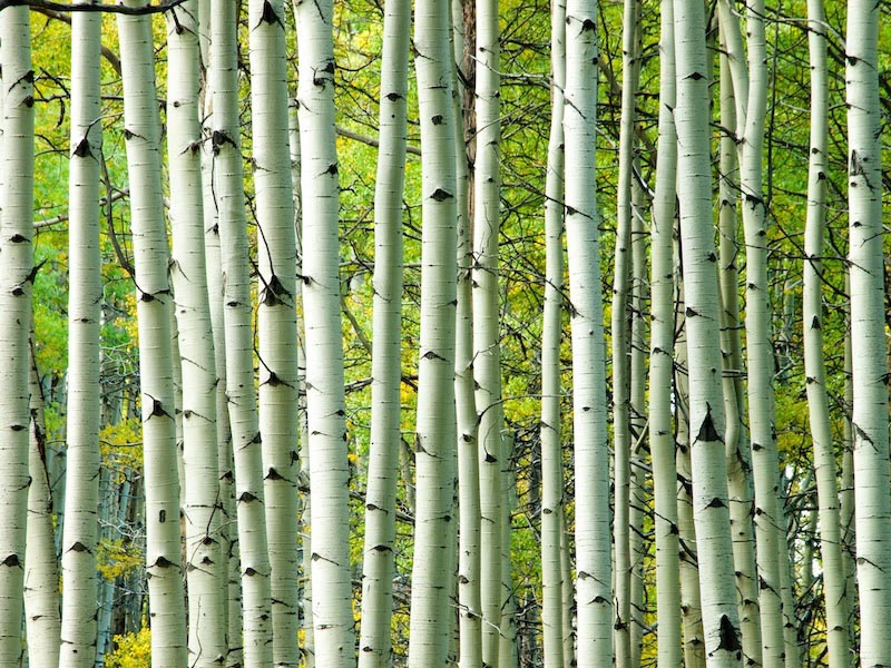 Green poplars - 3D wallpaper for wall