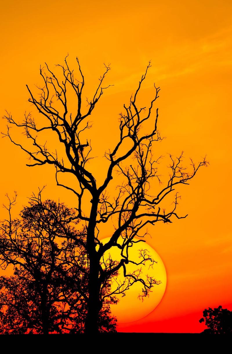 Renaissance - Mural wallpaper