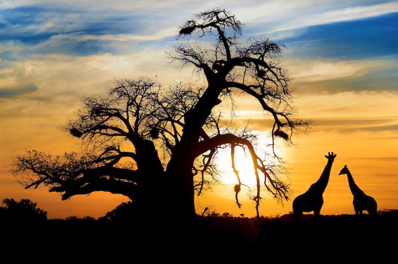 Sunset safari - 3D wallpaper decoration