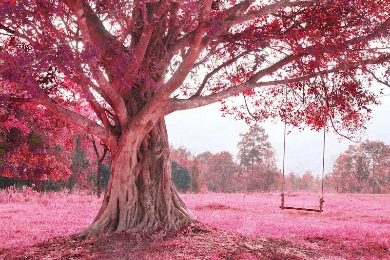 Pink swing - Photo wallpaper decor