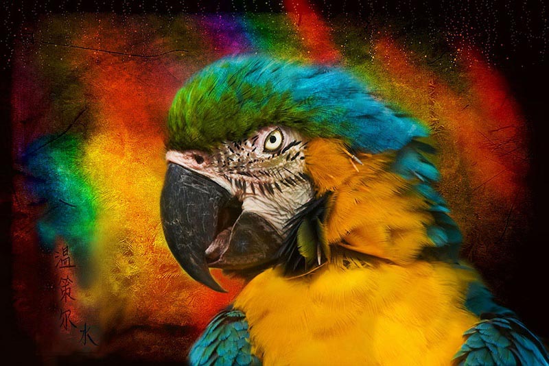 Parrot - Mural wallpaper