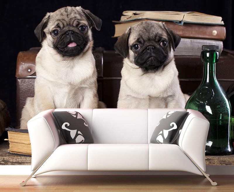 Wicked look - Mural wallpaper applied