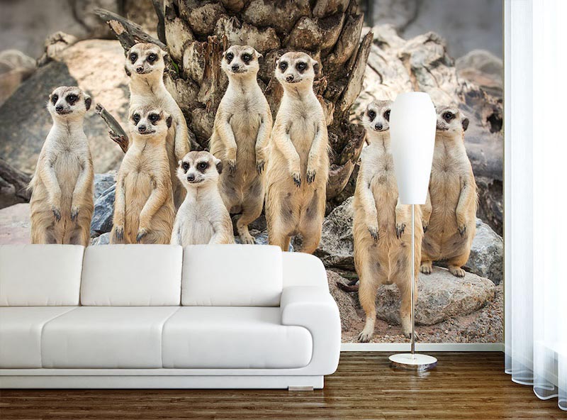 Curious looks - Mural wallpaper applied