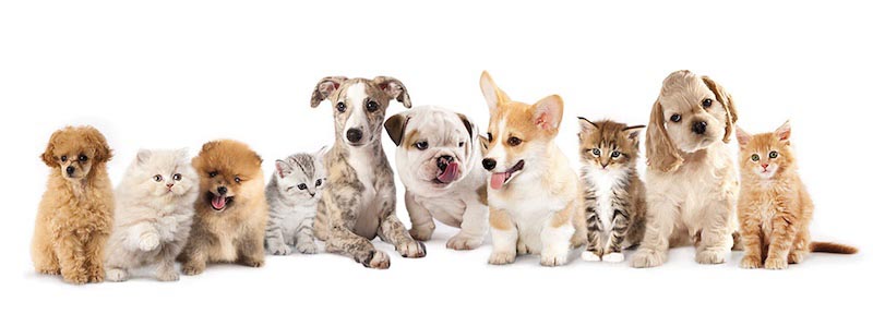 Dogs and cats - 3D wallpaper for wall